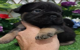 Bulldog Francés perros en venta: Bulldog fluffys y Big rope  - Imagen 3