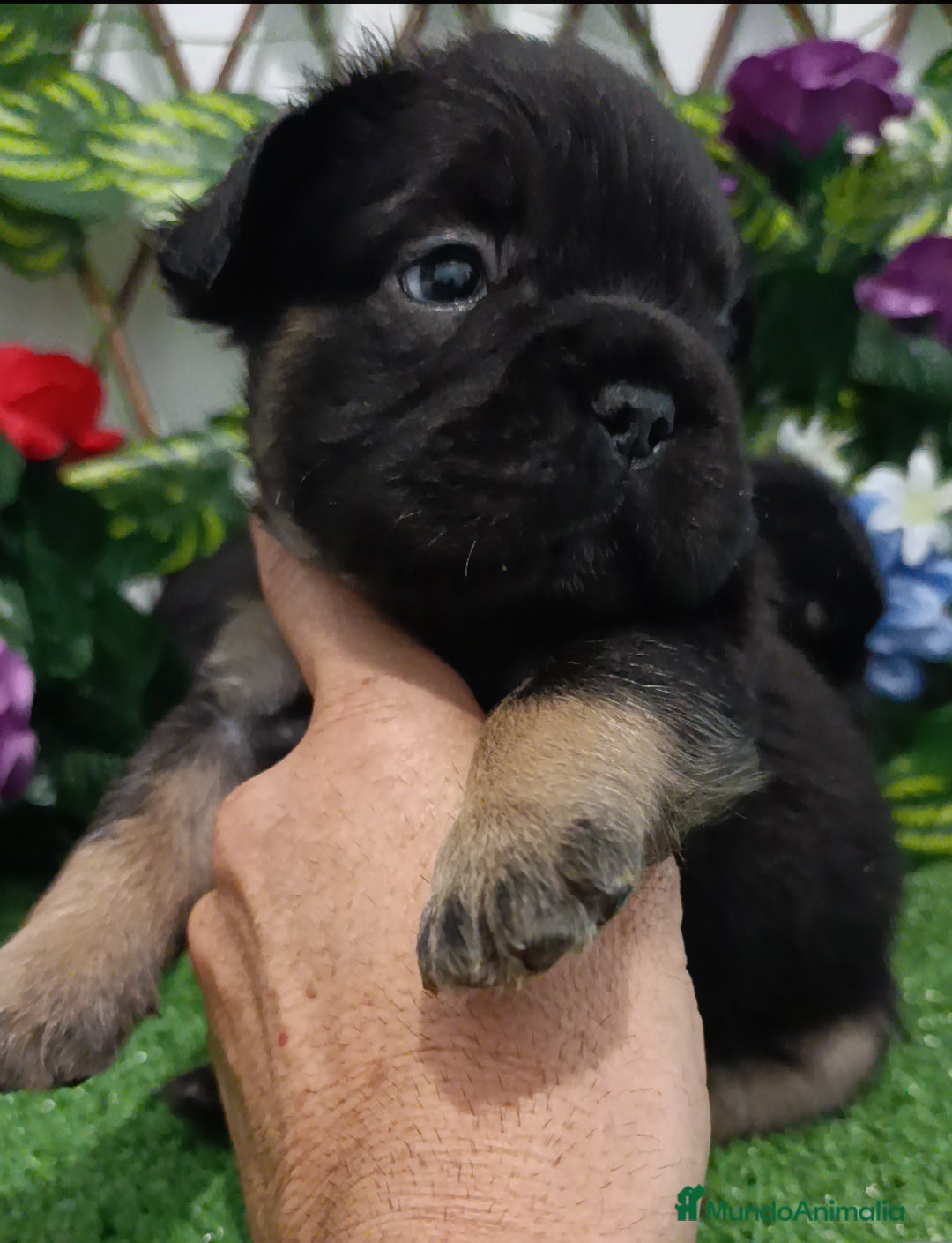 Bulldog Francés perros en venta: Bulldog fluffys y Big rope  - Imagen 3