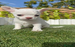Chihuahua perros en venta: CHIHUAHUA MACHO - Imagen 2