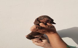 Teckel Miniatura perros en venta: Camada teckel chocolate y arlequín chocolate  - Imagen 4
