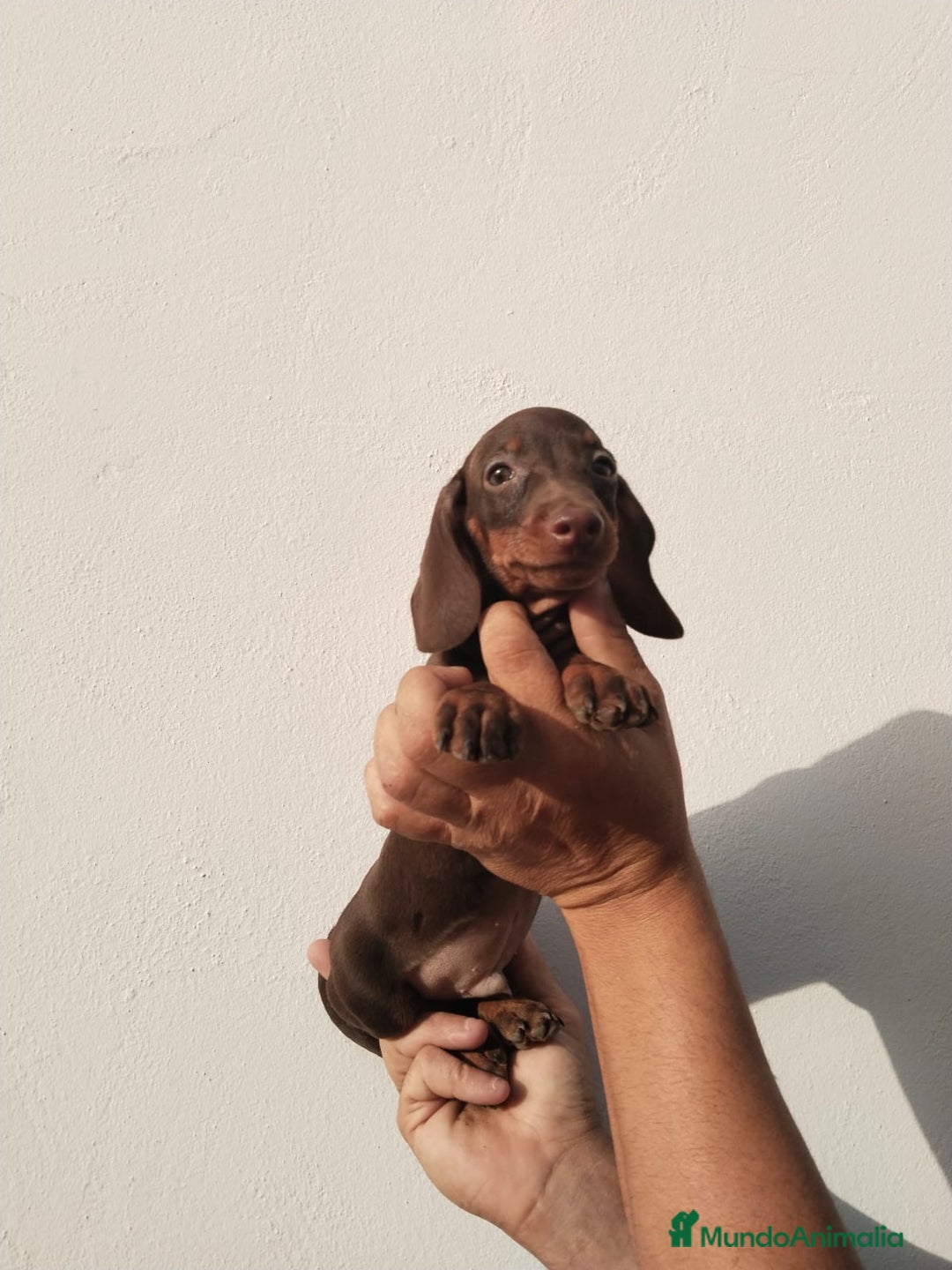Teckel Miniatura perros en venta: Camada teckel chocolate y arlequín chocolate  - Imagen 4