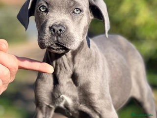 Cane Corso perros en Barcelona - Anuncio 4