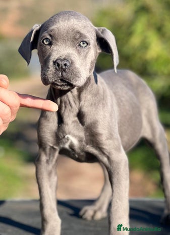 Cane Corso perros en Barcelona - Anuncio 3