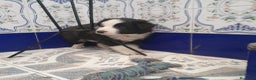 Border Collie perros en venta: BORDER COLLIE - Anuncio 5
