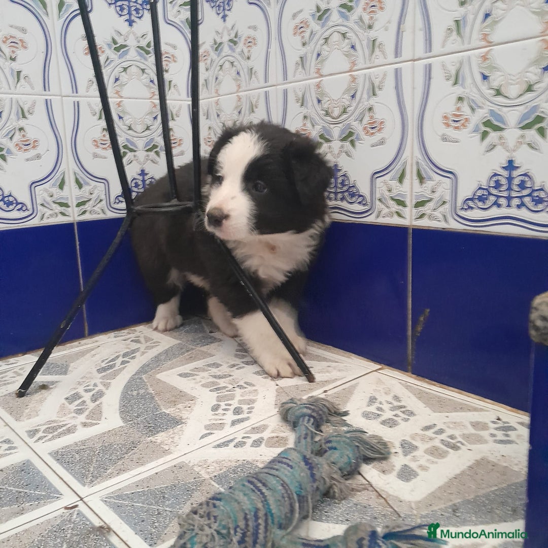 Border Collie perros en venta: BORDER COLLIE - Anuncio 5