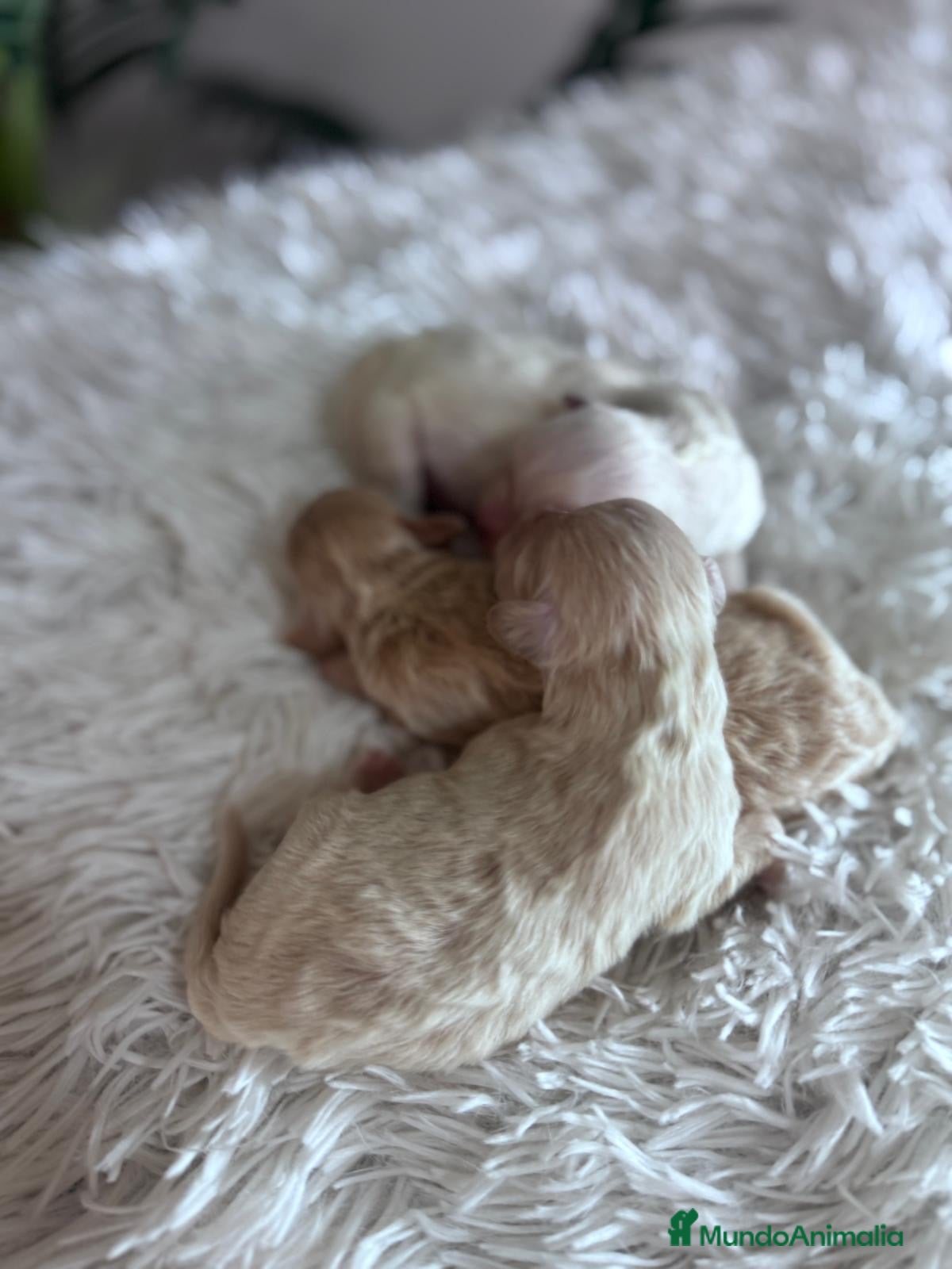 Maltipoo perros MALTIPOO  - Anuncio 3