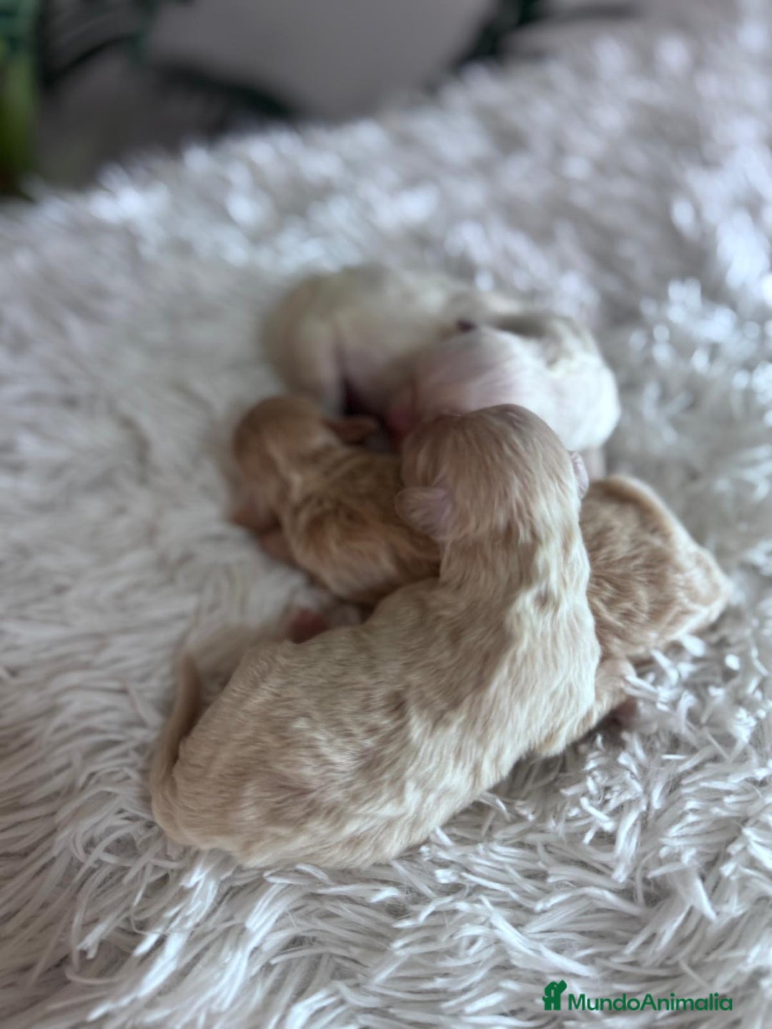 Maltipoo perros en venta: MALTIPOO  - Anuncio 1