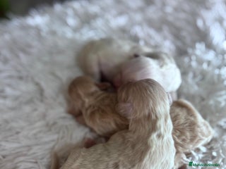 Maltipoo perros MALTIPOO - Anuncio 1