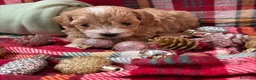 Maltipoo perros en venta: Maltipoo bicolor muy bonito!!! - Anuncio 10