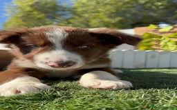 Border Collie perros en venta: BORDER COLLIE - Anuncio 6