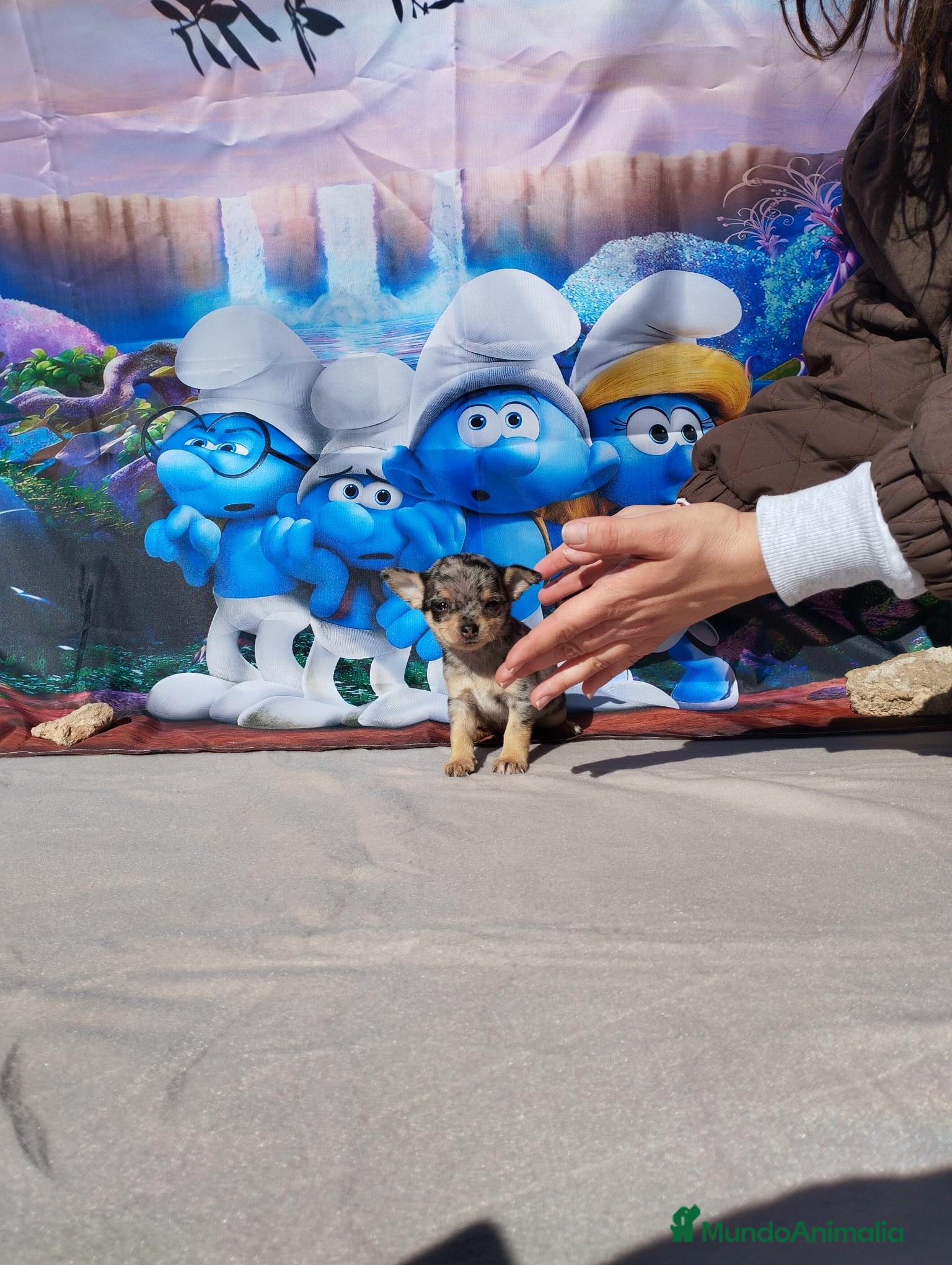 Chihuahua perros Último Chihuahua toy cabeza de manzana  - Anuncio 5