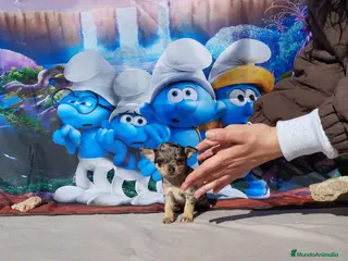 Chihuahua perros Último Chihuahua toy cabeza de manzana - Anuncio 5