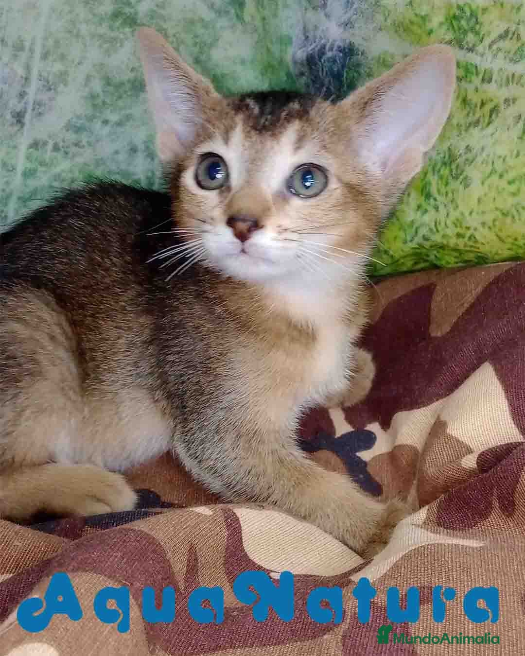 Abisinio gatos Abisinio Macho de Santa 4180 - AQUANATURA en Barcelona - Anuncio 12