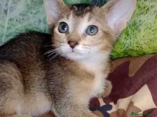 Abisinio gatos Abisinio Macho de Santa 4180 - AQUANATURA en Barcelona - Anuncio 35