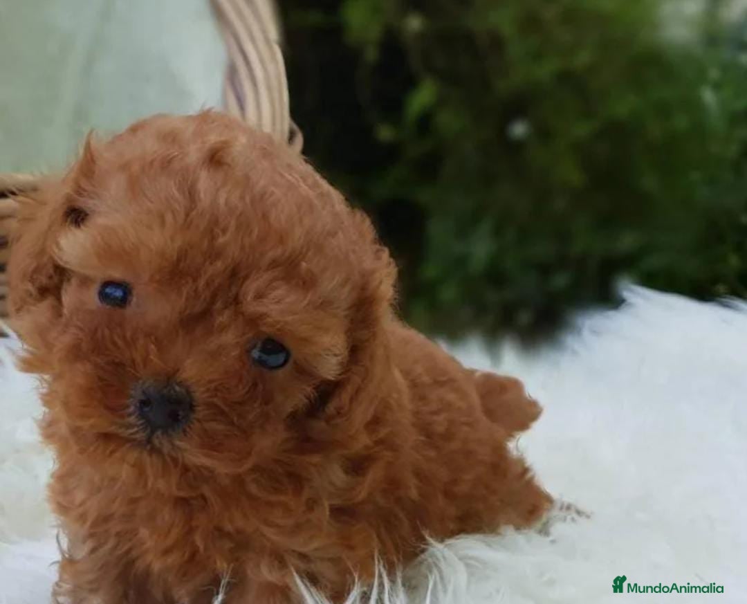 Caniche Enano perros Caniche enano en Badajoz - Anuncio 6