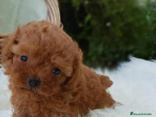 Caniche Enano perros Caniche enano en Badajoz - Anuncio 10