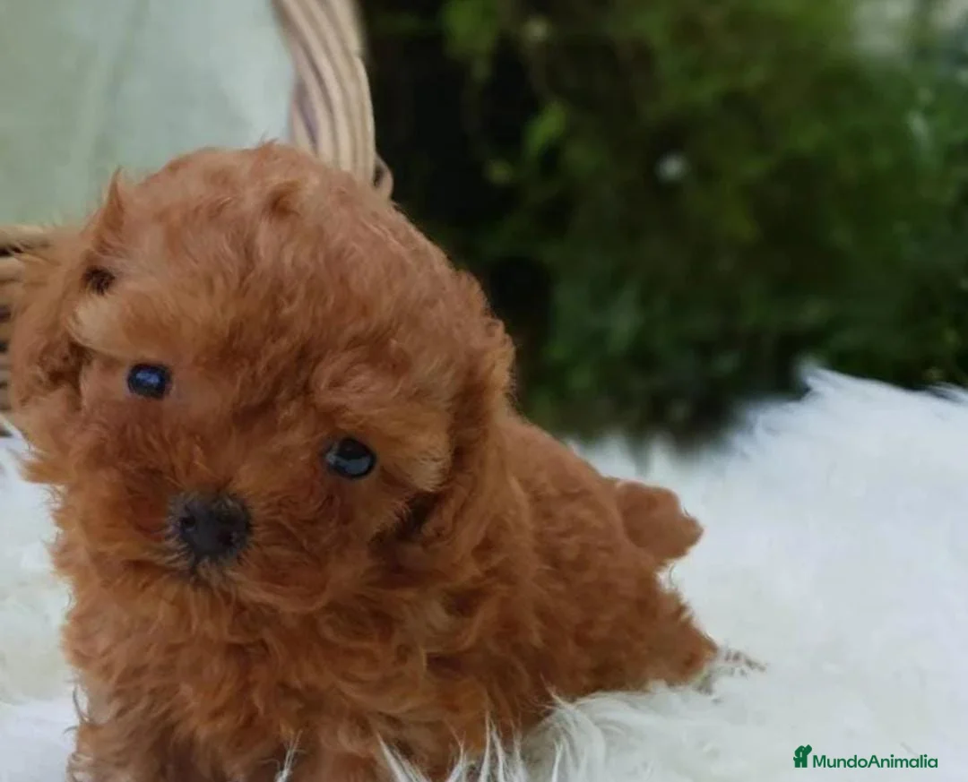 Caniche Enano perros en venta: Caniche enano en Badajoz - Anuncio 1