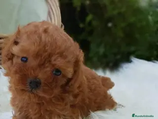 Caniche Enano perros Caniche enano en Badajoz - Anuncio 10