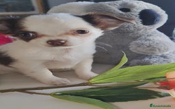 Chihuahua perros en venta: Hembra chihuahua pelo largo  - Anuncio 1