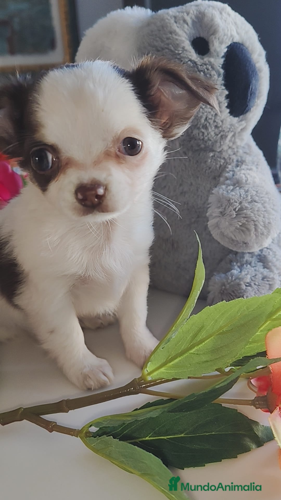 Chihuahua perros en venta: Hembra chihuahua pelo largo  - Anuncio 1