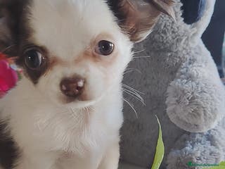 Chihuahua perros Hembra chihuahua pelo largo - Anuncio 18