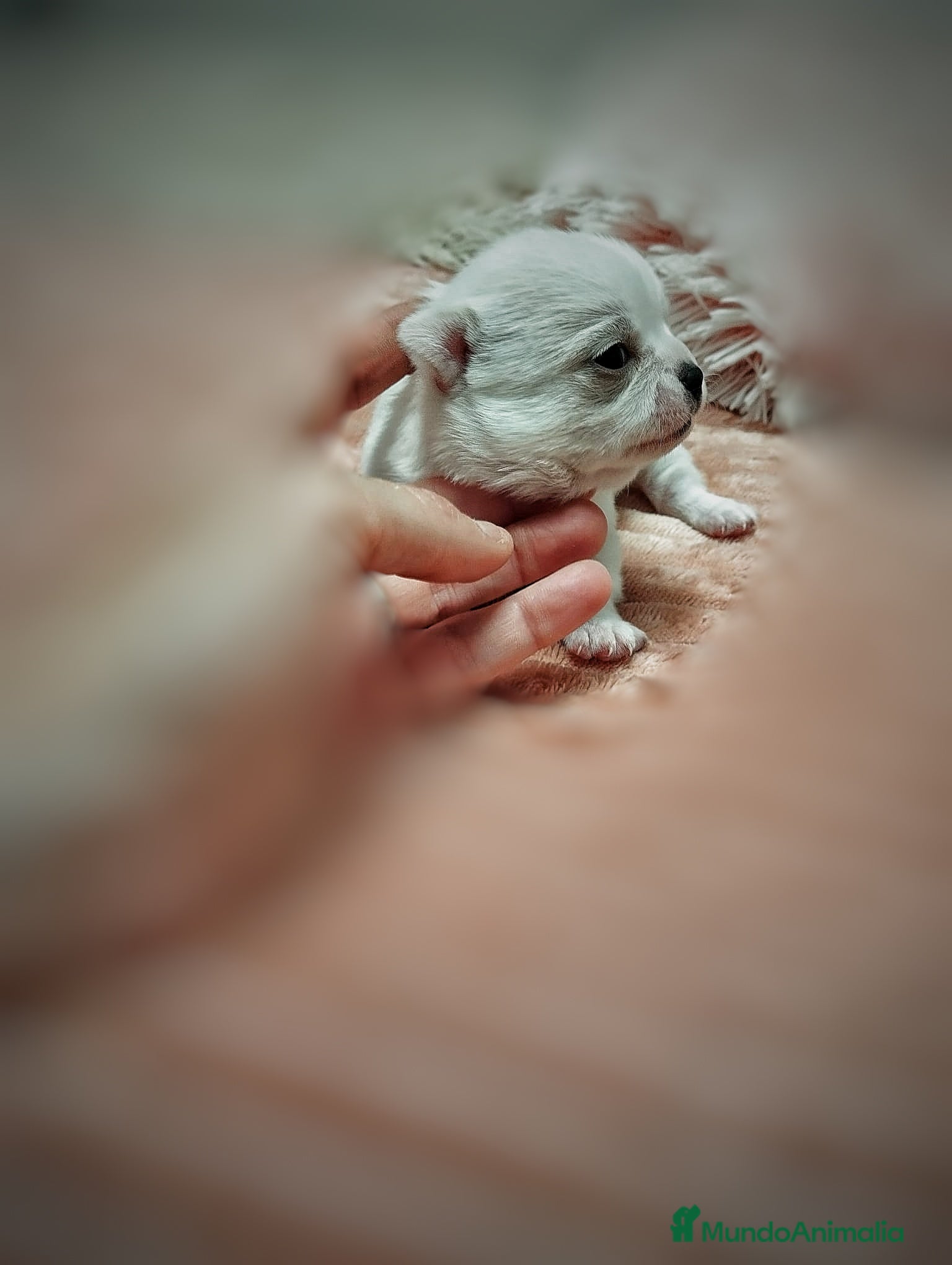 Chihuahua perros Camada de chihuahua  en Sevilla - Anuncio 35