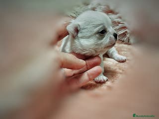 Chihuahua perros Camada de chihuahua en Sevilla - Anuncio 28