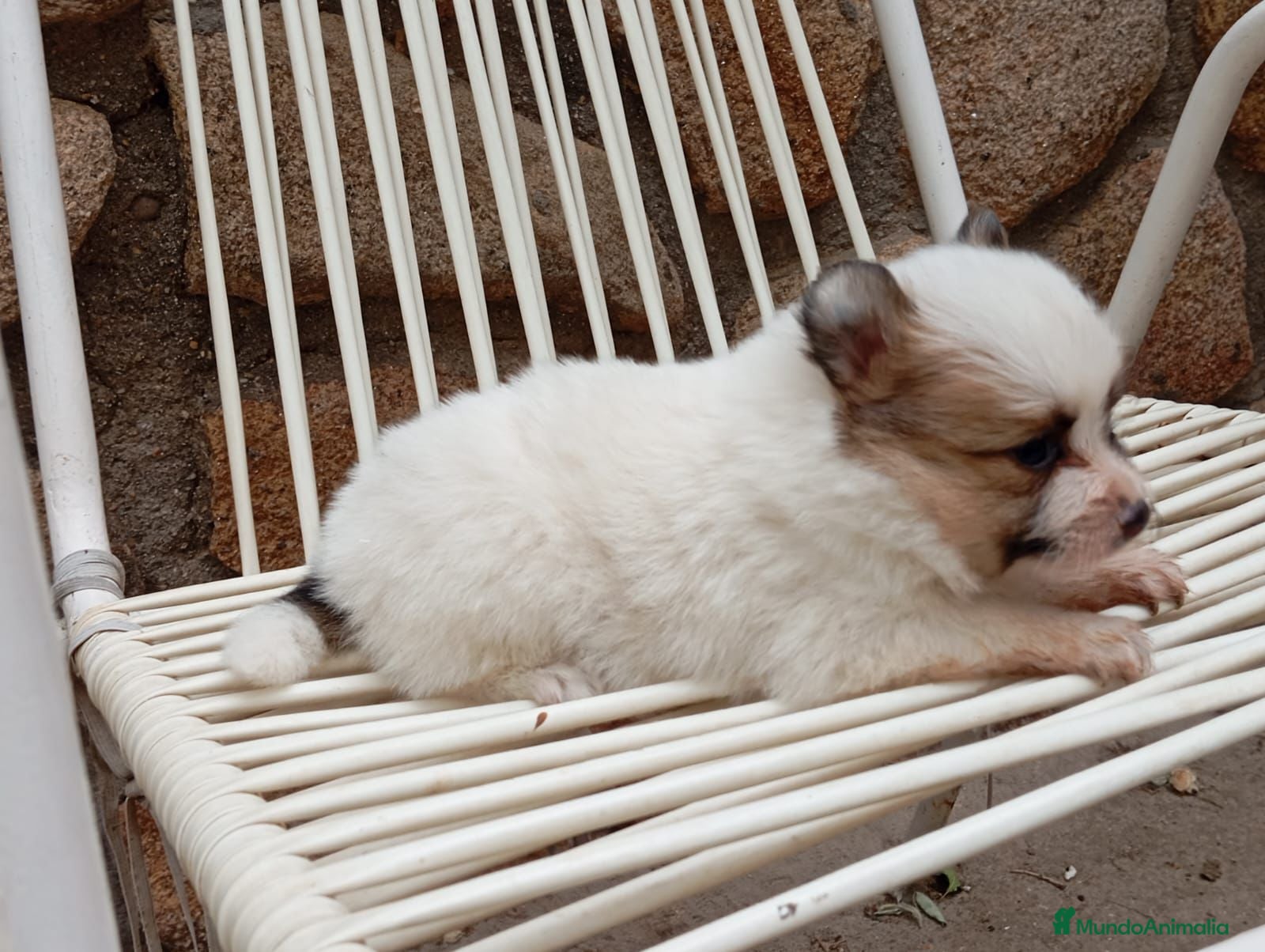 Pomerania perros Pomerania Toy hembra tricolor  - Anuncio 17