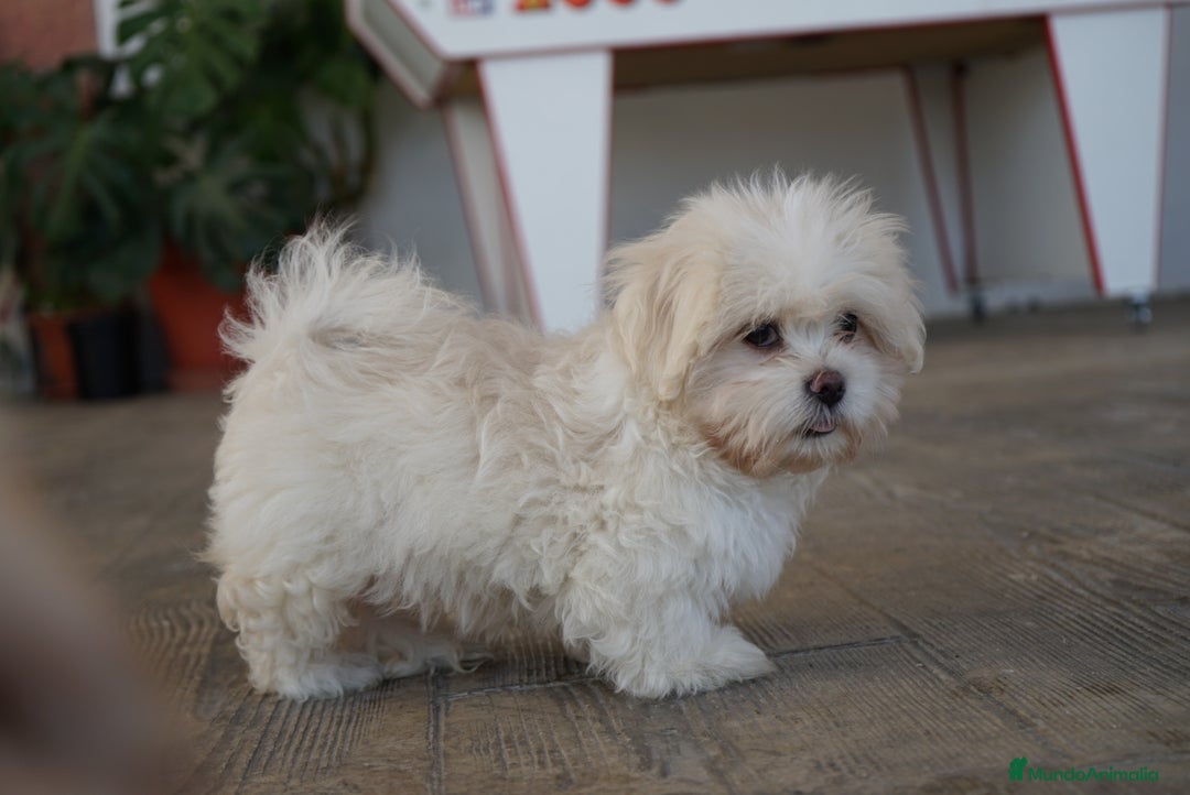 Maltipoo perros en venta: 🐾 Snow – Maltipoo macho blanco marfil 🐾 - Imagen 6