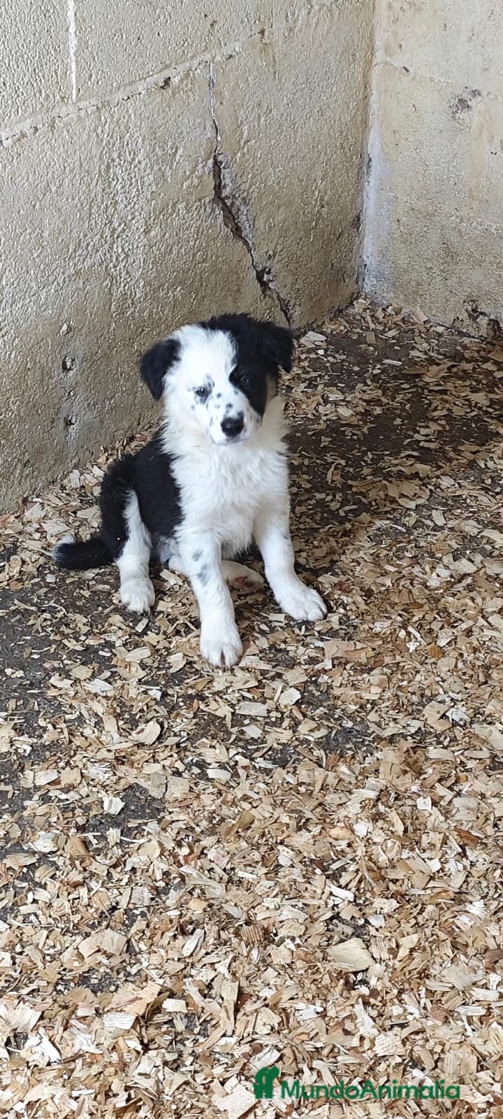 Border Collie perros Border collie  en La Rioja - Anuncio 2