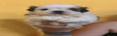 Shih Tzu 1