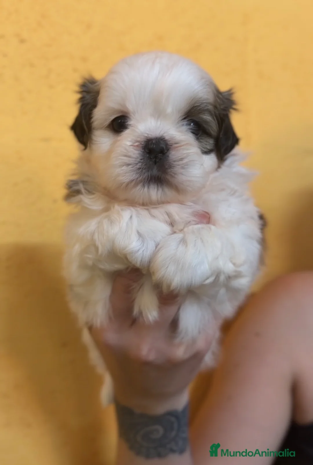 Shih Tzu perros en venta: Shih Tzu hembra  - Anuncio 3