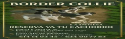 Border Collie perros en venta: Excelentes cachorros border collie  - Anuncio 1