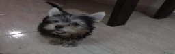 Yorkshire Terrier perros en venta: PRECIOSOS CACHORROS - Anuncio 2