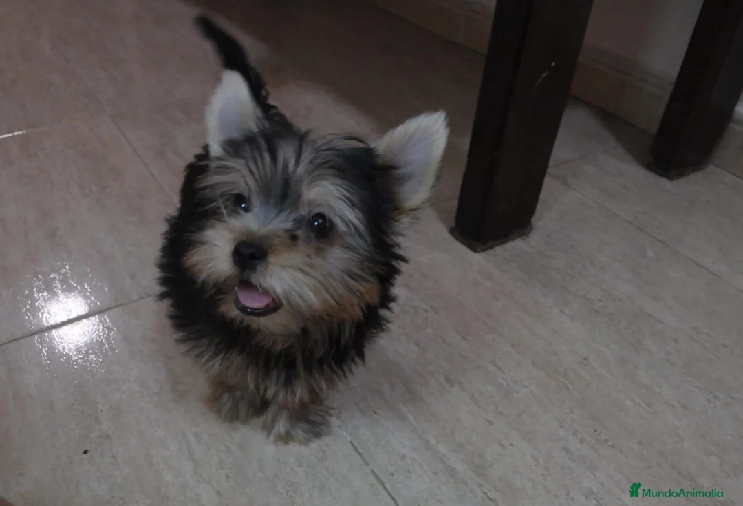 Yorkshire Terrier perros en venta: PRECIOSOS CACHORROS - Anuncio 2