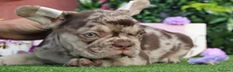 Bulldog Francés perros en venta: Bulldog francés exóticos  - Anuncio 4