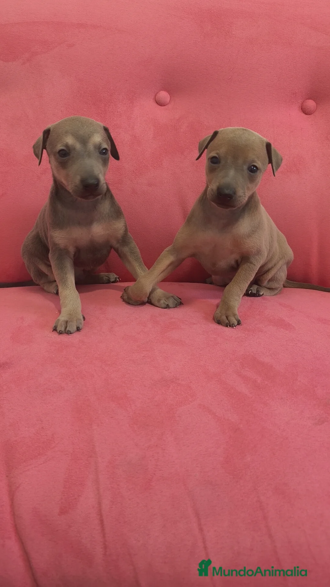 Pequeño Lebrel Italiano perros en venta: Pequeño lebrel Italiano FincaPaunais - Anuncio 6