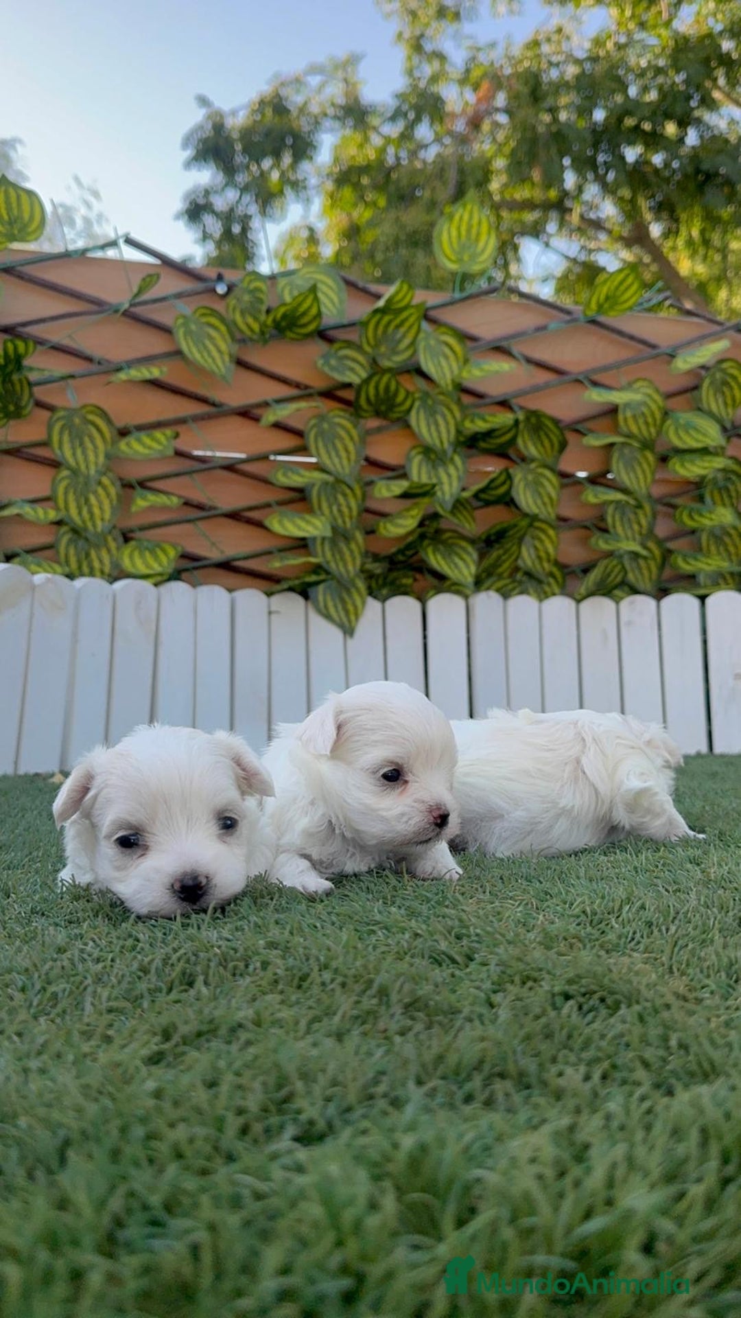 Bichón Maltés perros en venta: BICHÓN MALTÉS  - Imagen 22