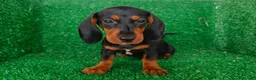 Teckel Miniatura perros en venta: teckel miniatura - Anuncio 6