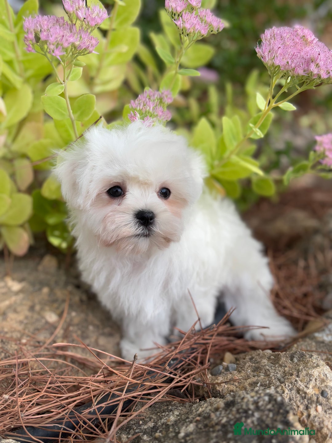 Bichón Maltés perros en venta: Bichon Maltés toy hembra y macho  - Imagen 2