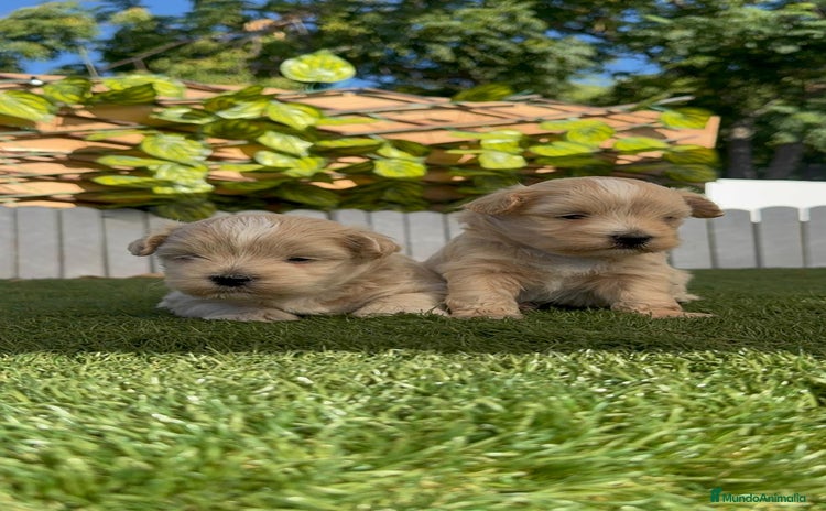 Maltipoo perros - Anuncio 1