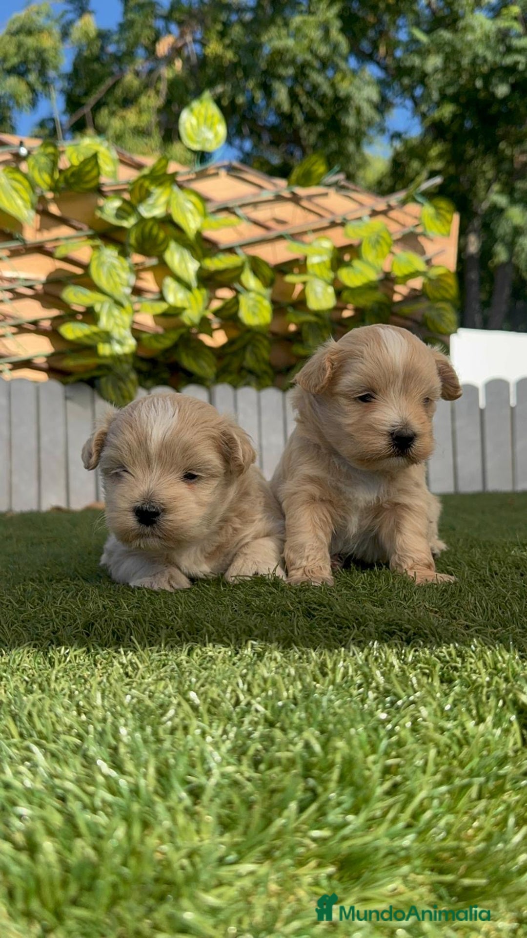 Maltipoo perros en venta: MALTIPOO MACHO - Imagen 1
