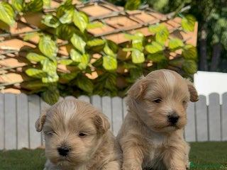 Maltipoo perros - Anuncio 22