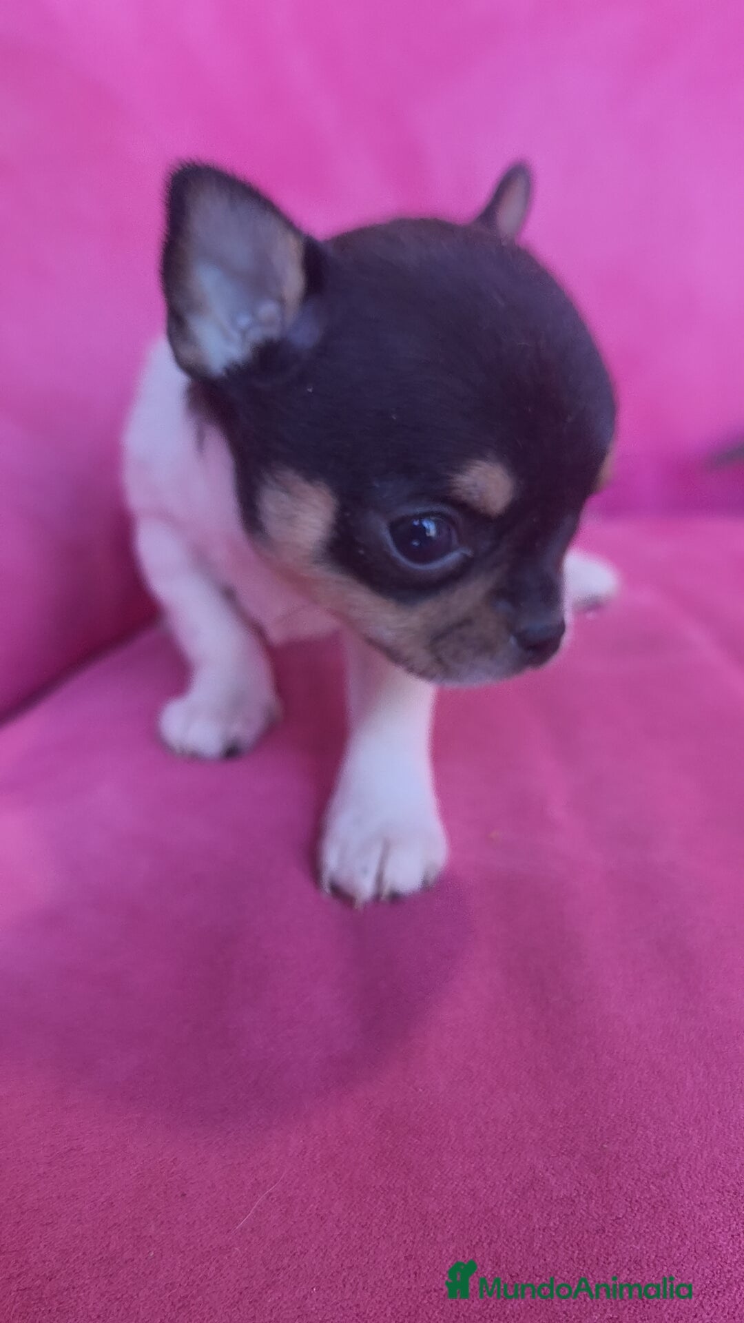 Chihuahua perros en venta: Chihuahua Toy macho y hembra  - Anuncio 13