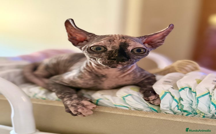 Sphynx gatos - Propaganda 1