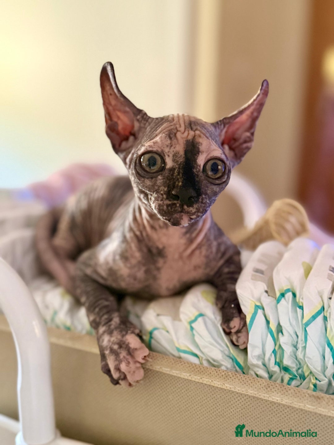 Sphynx gatos en venta: Preciosa hembrita tortuga  - Imagen 1