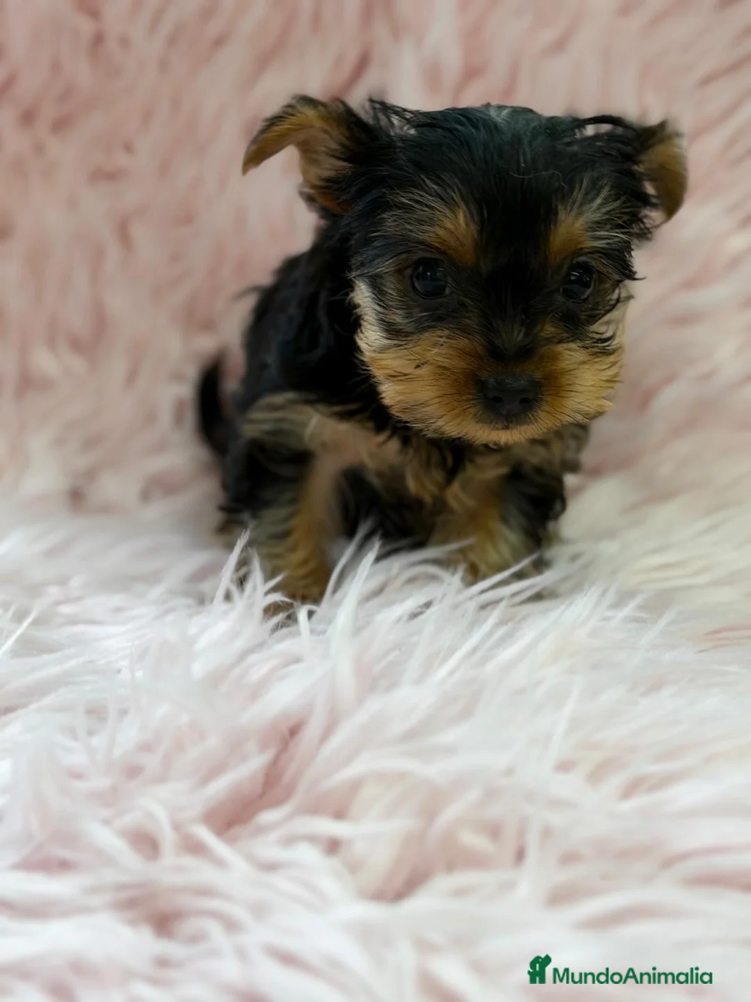 Yorkshire Terrier perros en venta: YORKSHIRE NEGRO FUEGO - Anuncio 4
