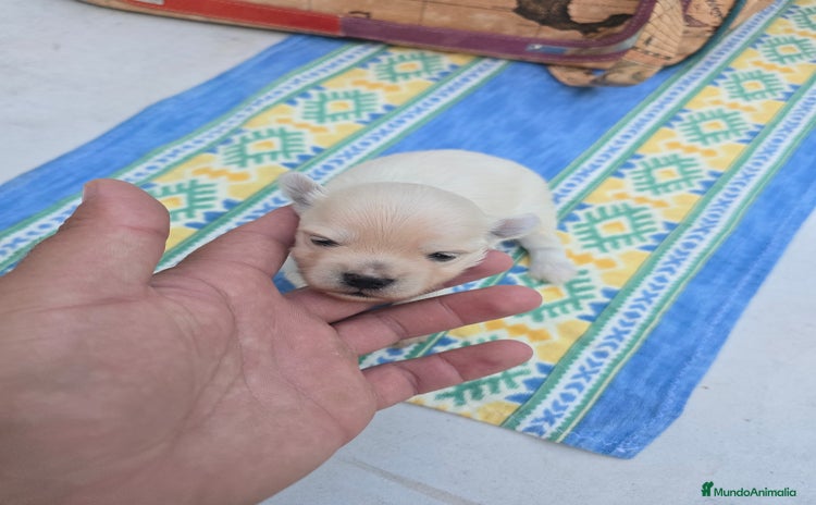Maltipoo perros - Propaganda 3