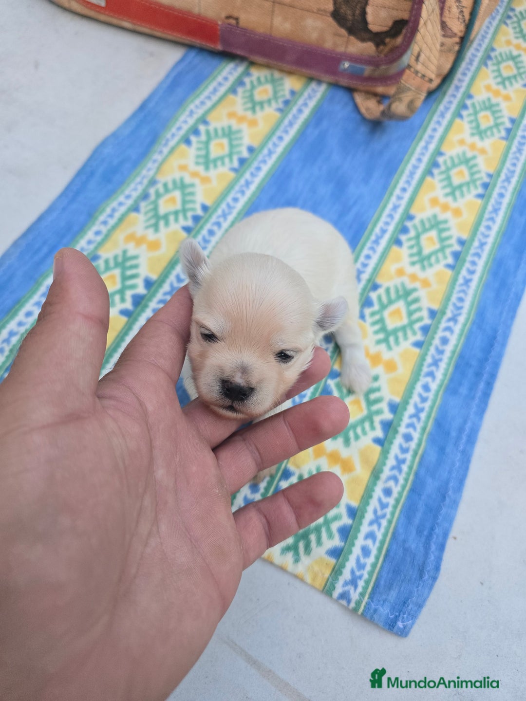 Maltipoo perros en venta: Maltipoo toy blanco - Imagen 1