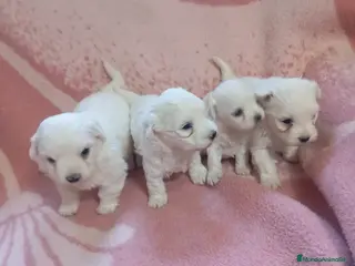 Bichón Maltés perros Bichón maltes linea americana - Anuncio 1